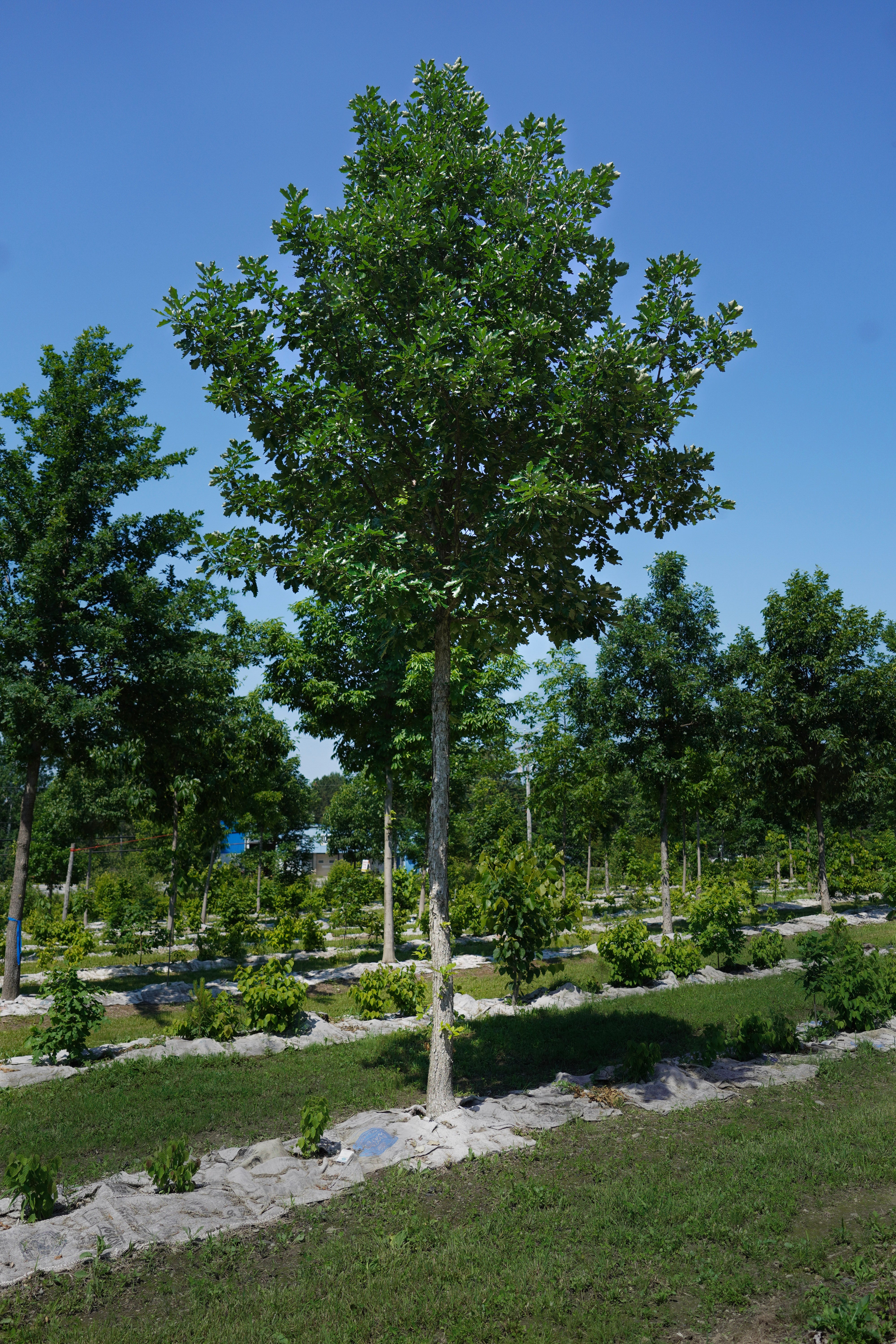 Swamp white oak