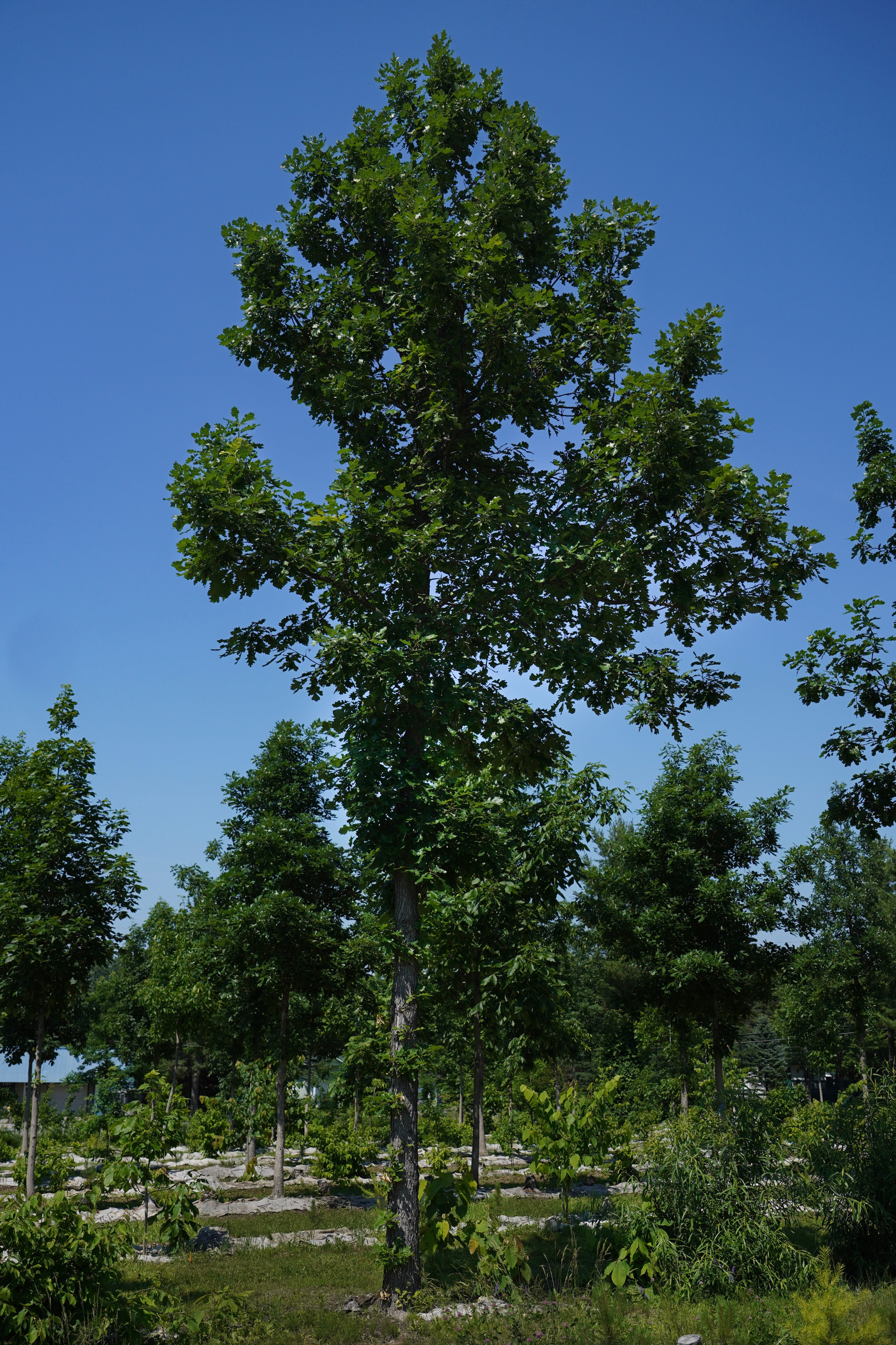 Bur oak