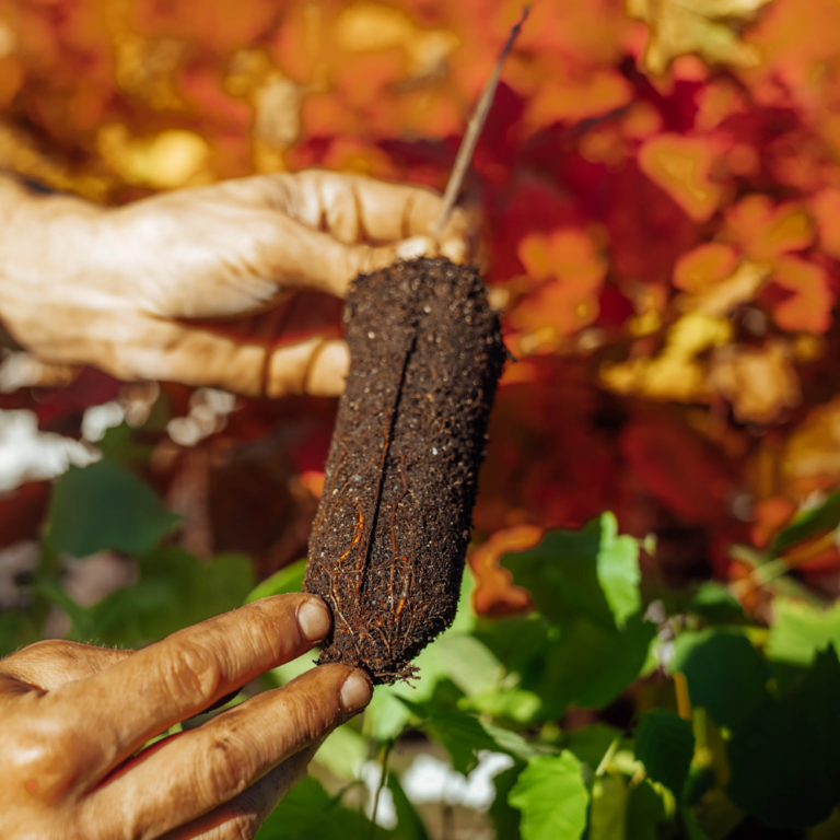 Cultiver vos propres truffes Ce qu il faut savoir Truffes Québec