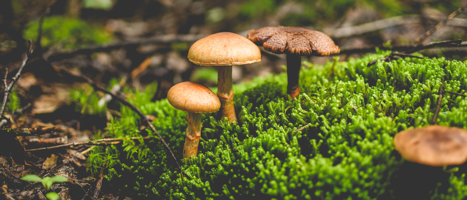 Dossier truffé par le Kamouraska Mycologique