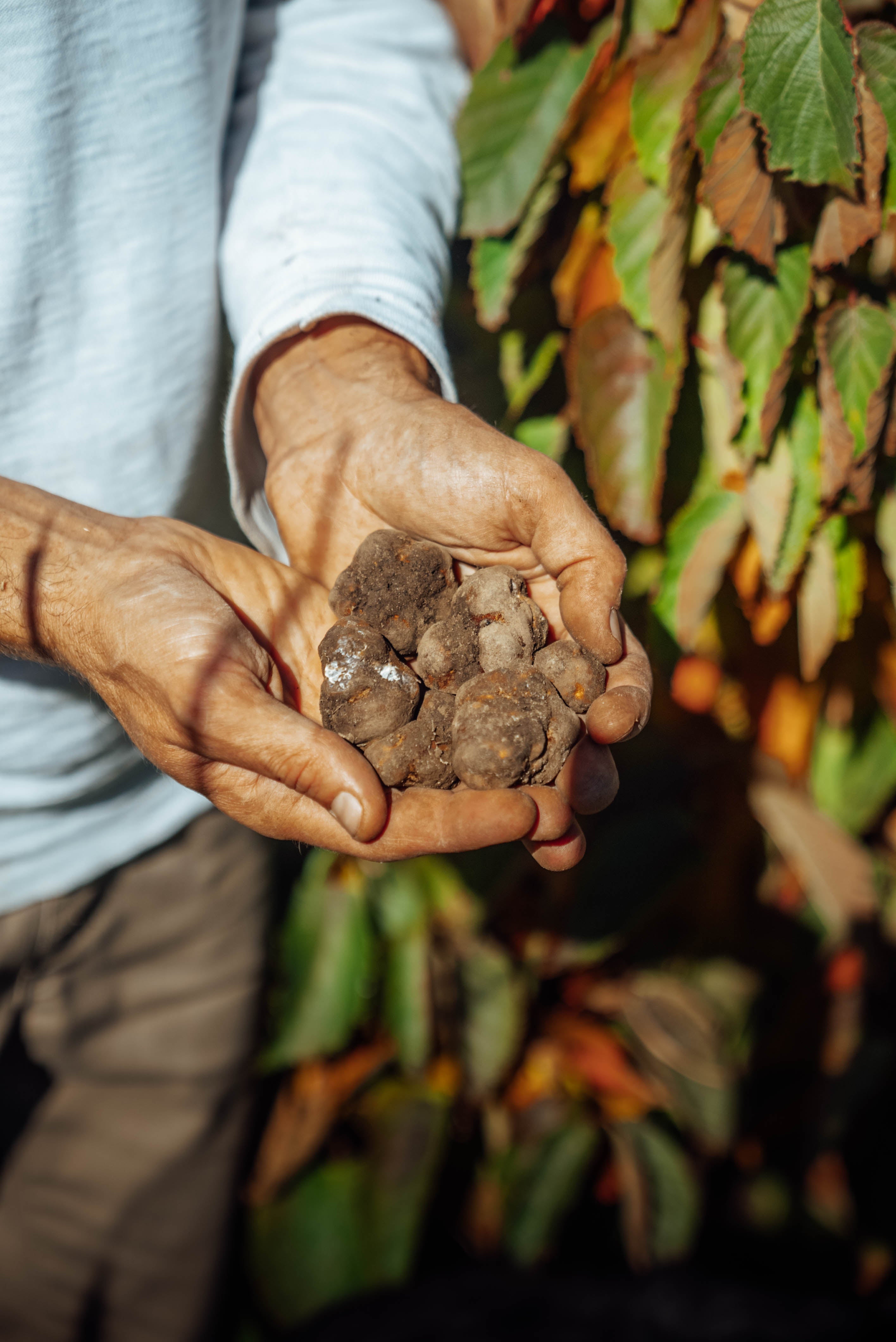 La truffe, le champignon le plus convoité dans le monde !