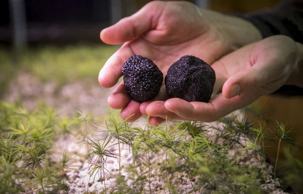 La Mauricie, haut lieu de la truffe - Le Devoir