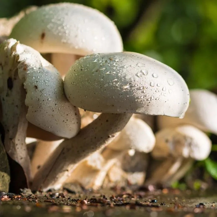 Des investissements de 200 000 $ pour la truffe en Mauricie - Tourisme Mauricie