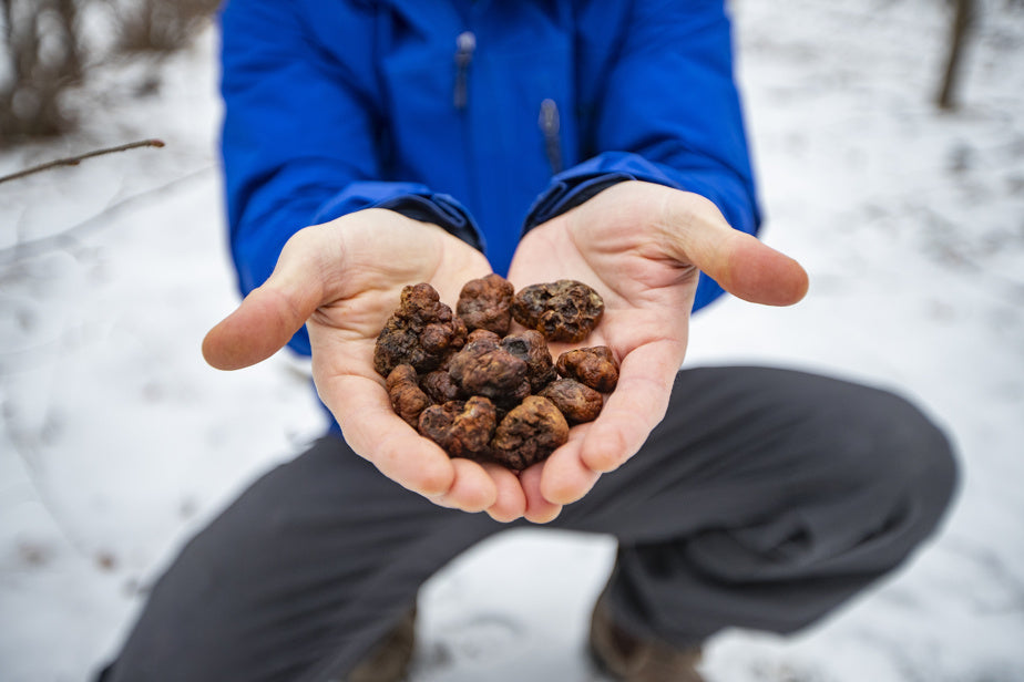 La truffe du Québec prend son envol - La Presse
