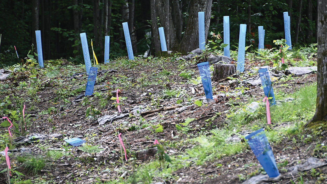 Des forêts transformées en truffières - La Terre de chez nous