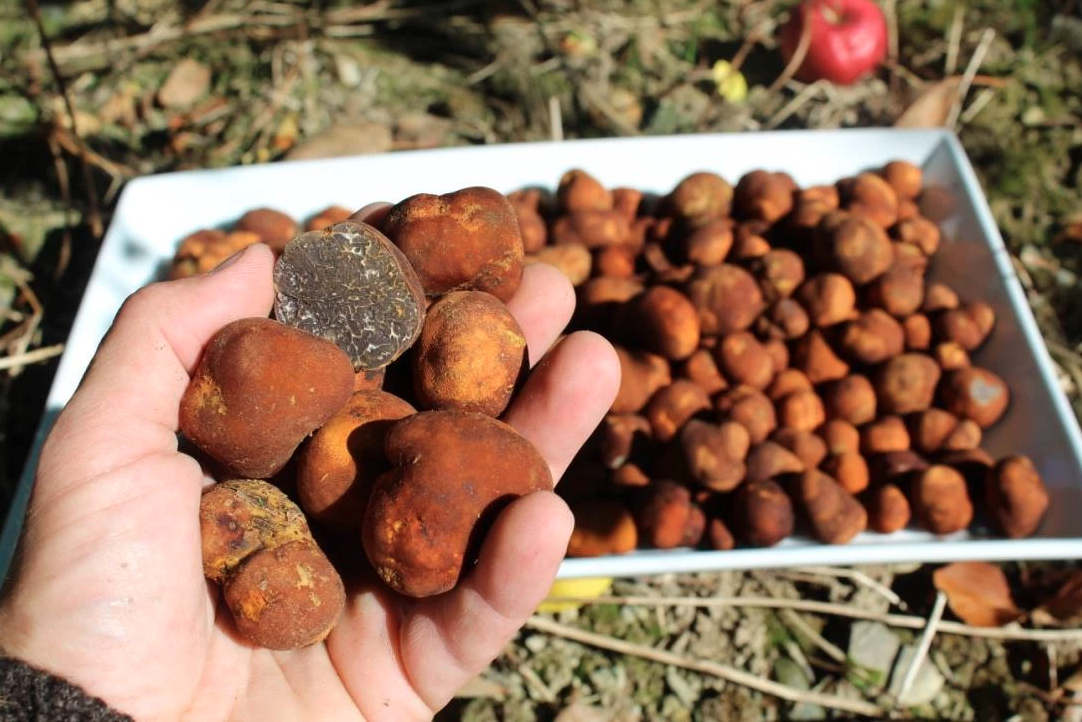Truffes fraîches