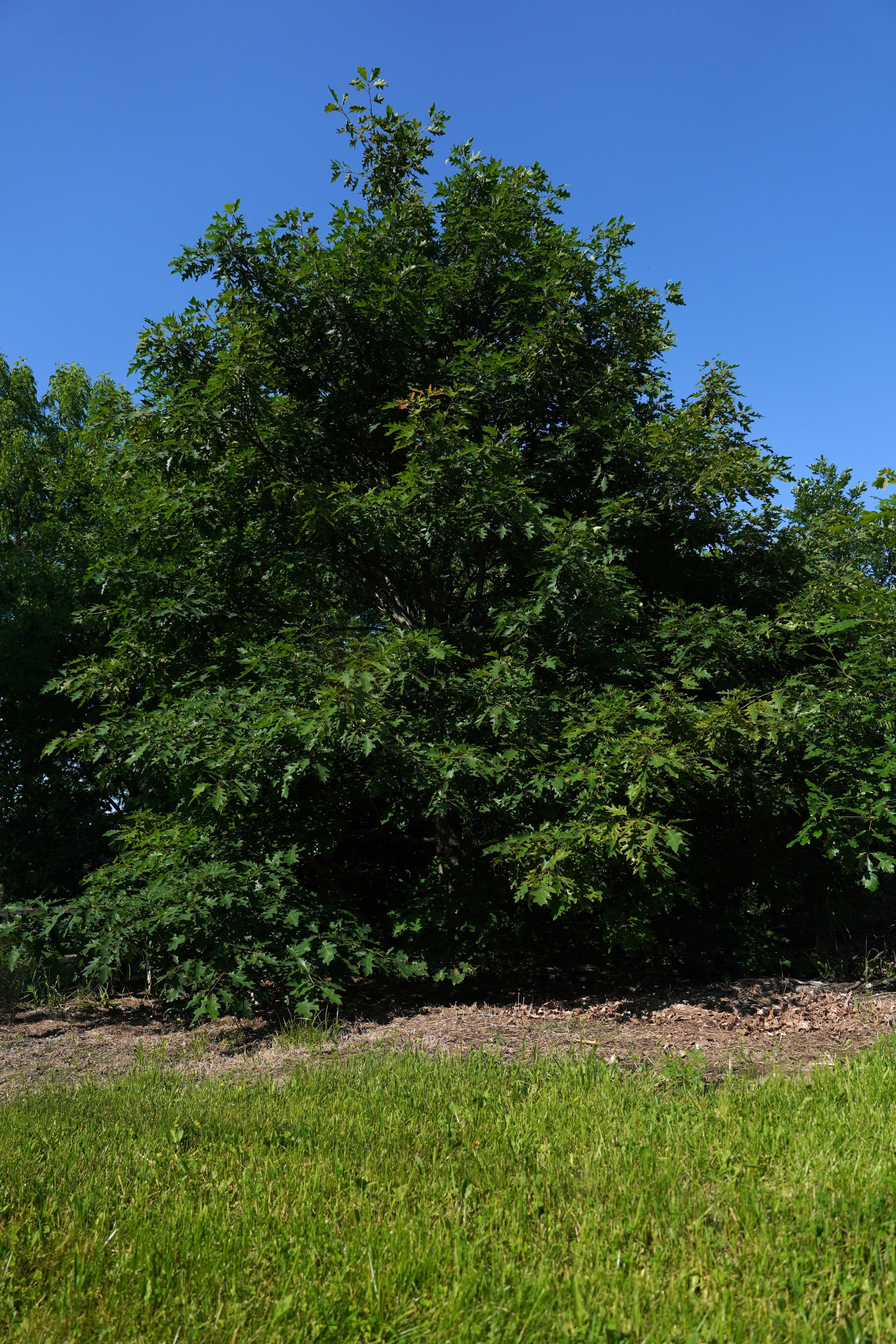 Red oak 