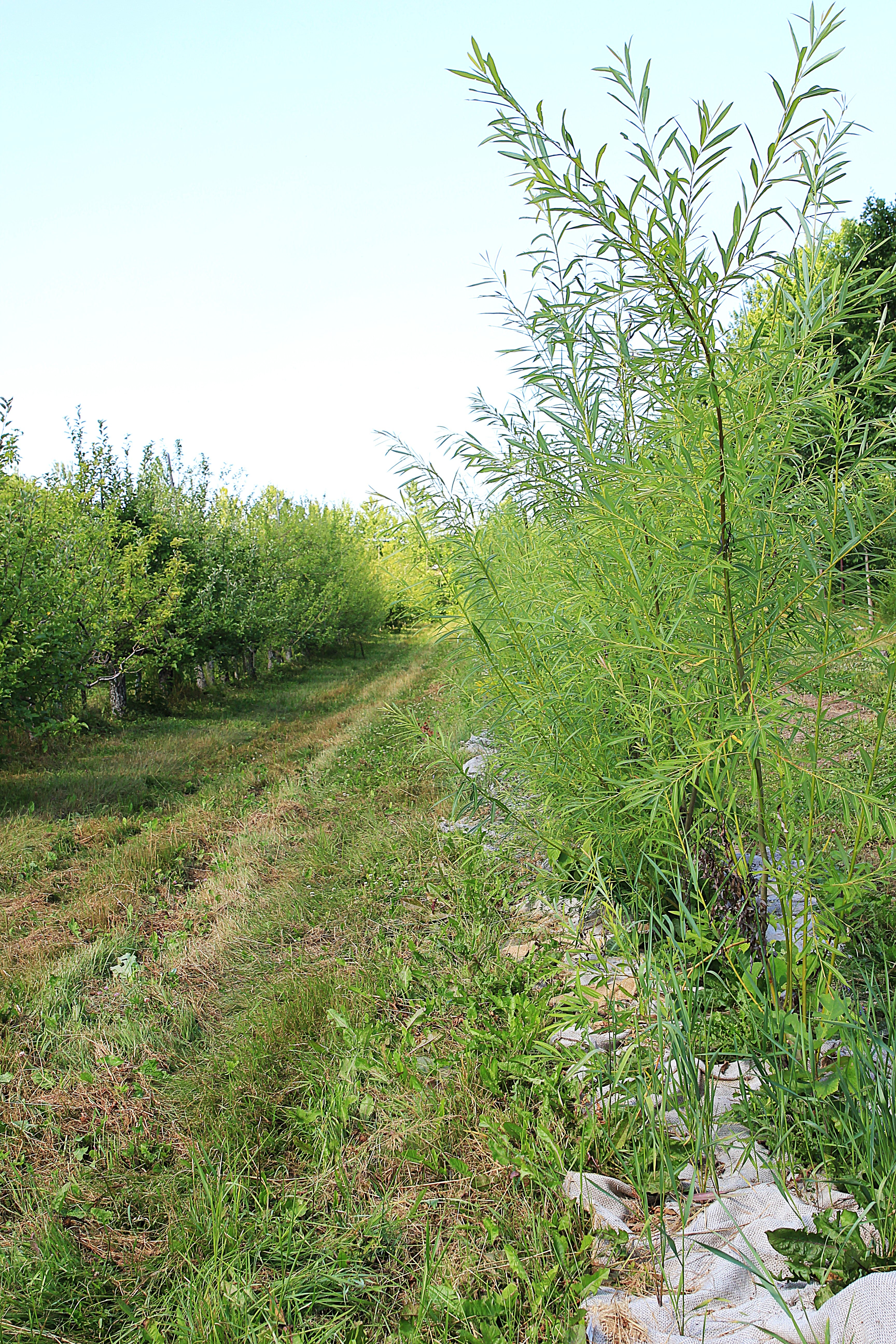 Saule arbustif