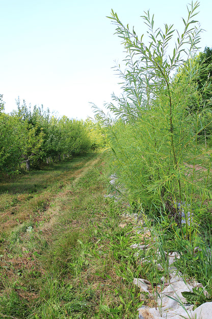 Saule arbustif