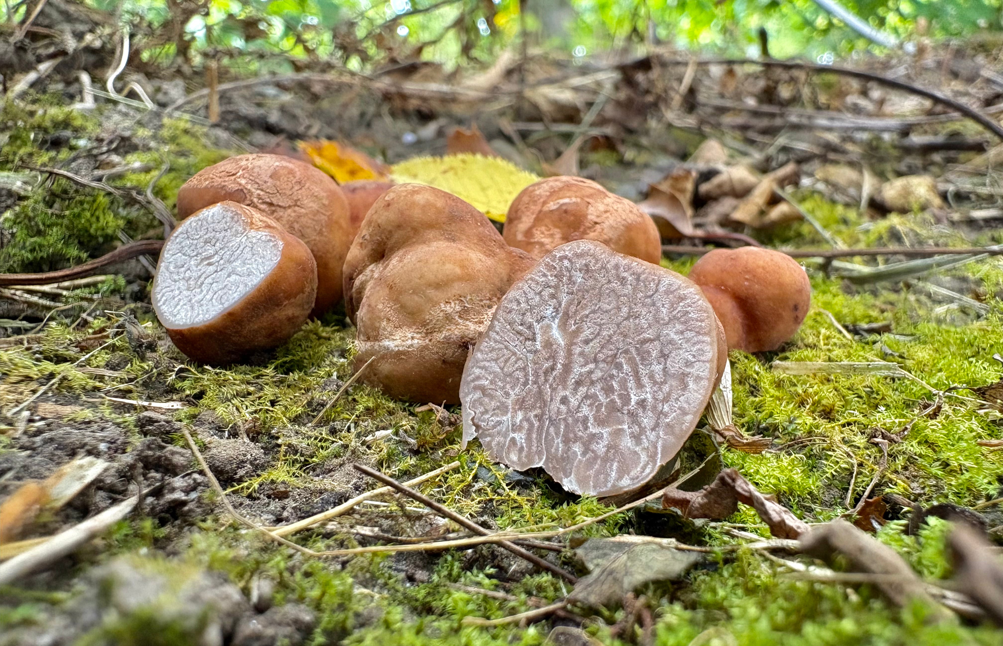 Truffes du Pacanier (Lyonii)