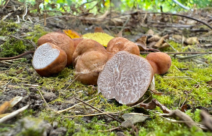 Truffes du Pacanier (Lyonii)