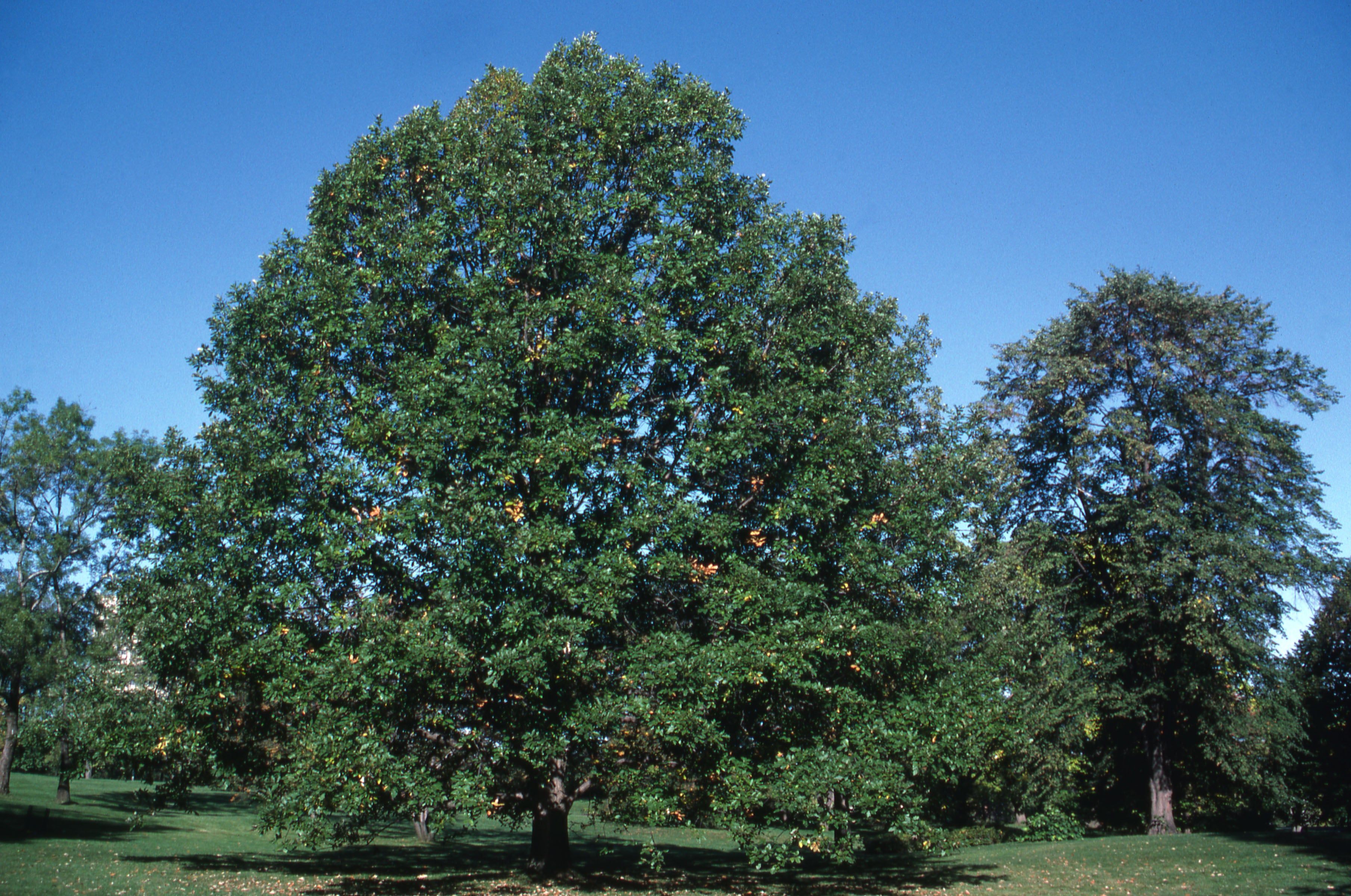 Chêne bicolore