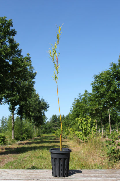 Saule arbustif
