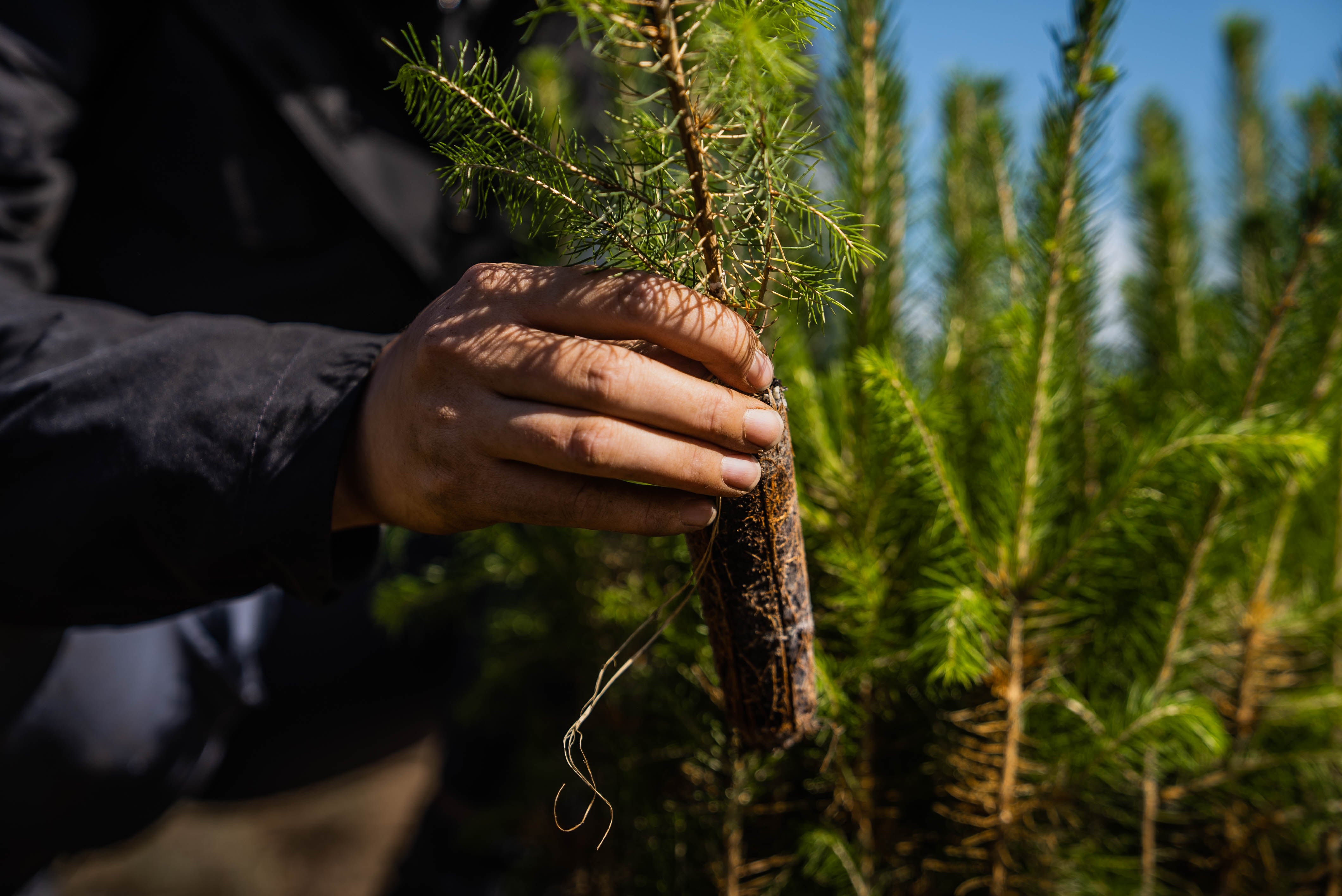 Load video: How to plant a truffle tree