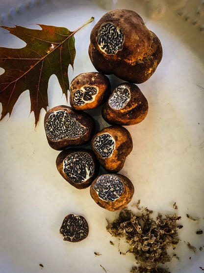Truffes des Appalaches (Canaliculatum)