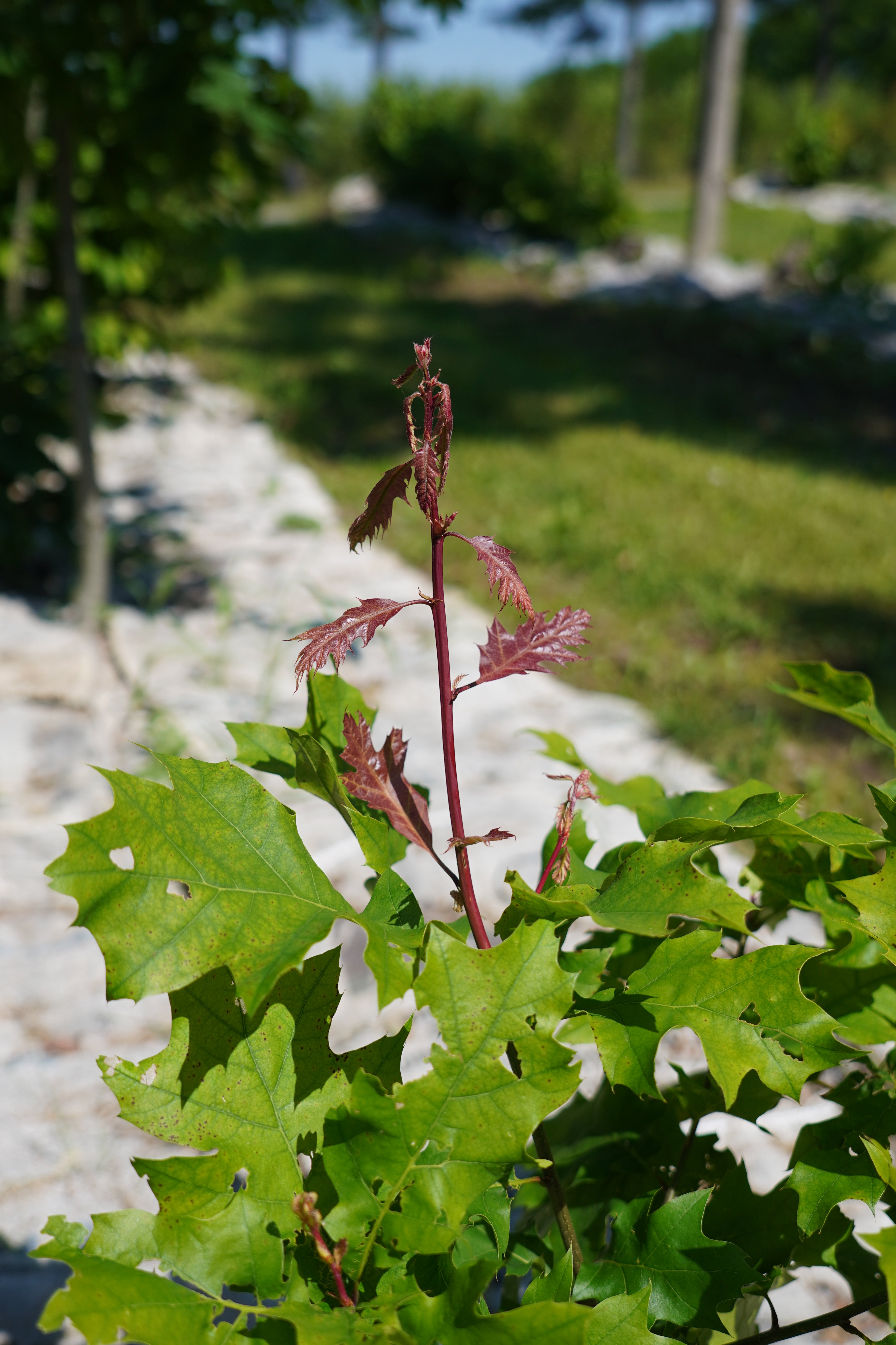 Red oak 