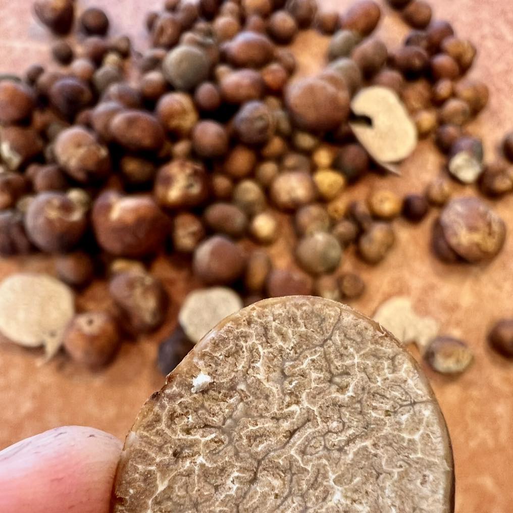 Truffes du Pacanier (Lyonii)