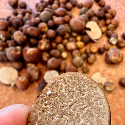 Truffes du Pacanier (Lyonii)