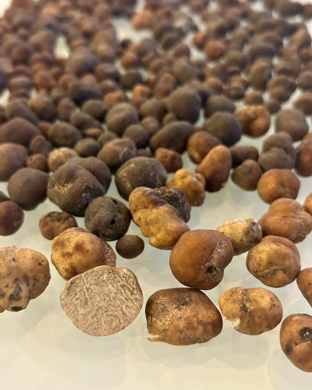 Truffes du Pacanier (Lyonii)