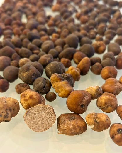 Truffes du Pacanier (Lyonii)