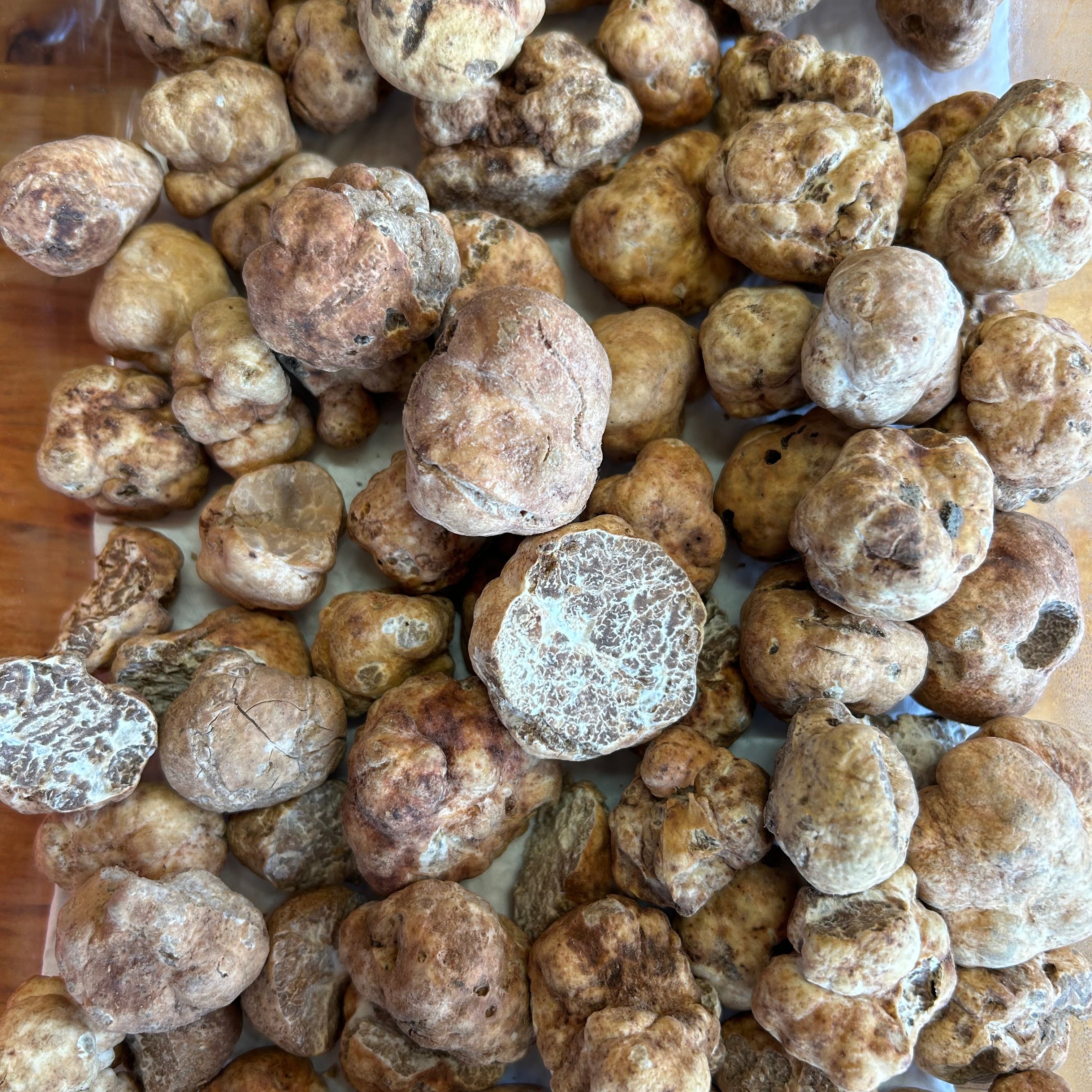 Truffes Bianchetto (Borchii)