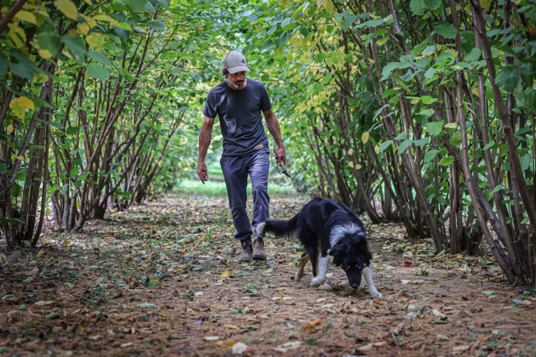 La Mauricie truffière  Filière mycologique de la Mauricie